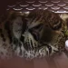 Macan Tutul Liar Masuk Hotel di Bandung Menghebohkan Warga