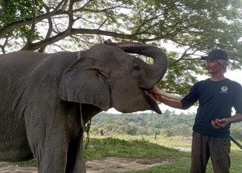 Merawat Gajah Togar dengan Cinta dan Doa yang Konsisten