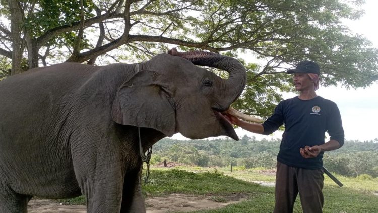 Merawat Gajah Togar dengan Cinta dan Doa yang Konsisten